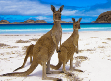 Kanagaroo for Australia per Rob apr28 b
